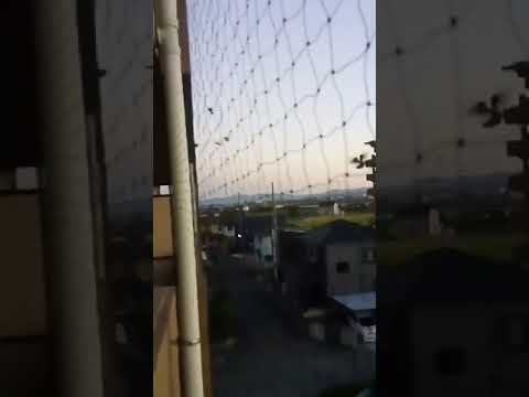 鳩よけバルコニーを設置して、鳥を傷つけずに鳥を遠ざけるにはどうすればよいでしょうか?  庭園