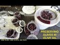 Black Fruity Olive Oil Free Download Videos Mp3 and Mp4 Black Fruity Olive Oil Free Download Videos Mp3 and Mp4
