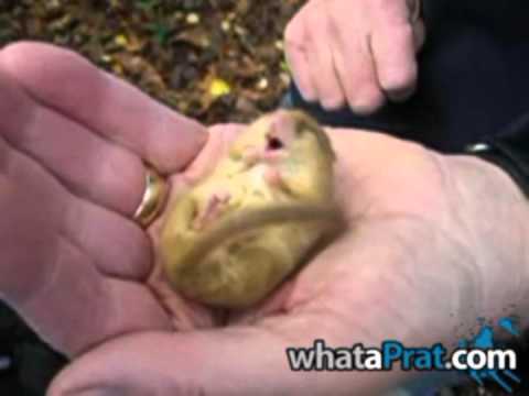 Snormouse the Sleeping Dormouse (with snoring sounds!)