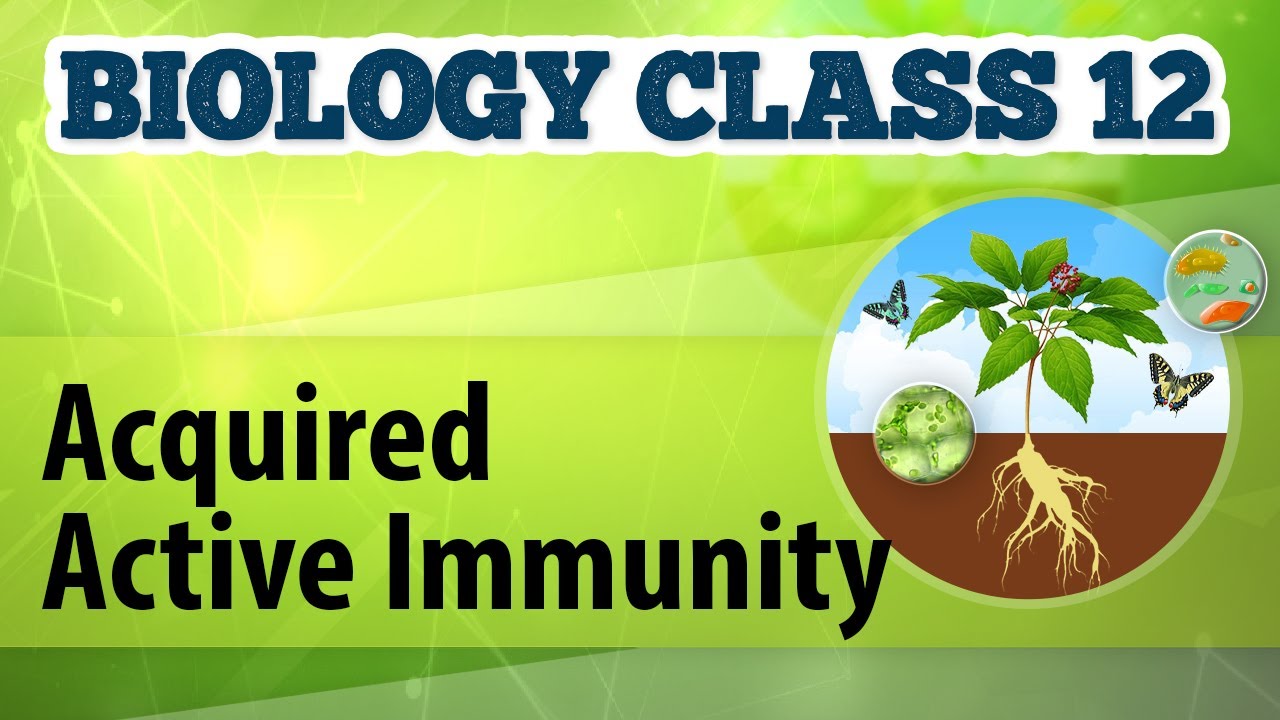 Acquired Active Immunity - Human Health & Diseases - Biology Class 12