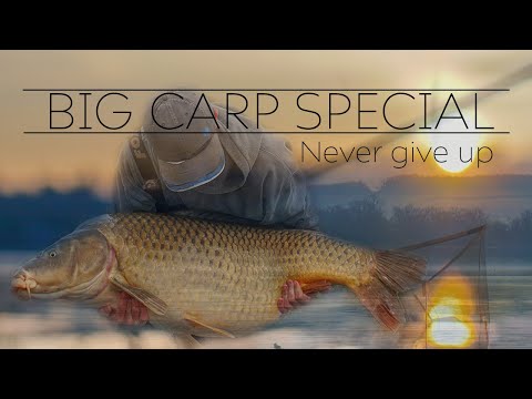 BIG CARP SPECIAL 🇫🇷 - Never Give Up - Otto Reade
