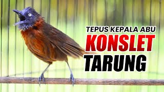 Download lagu TEPUS KEPALA ABU GACOR KONSLET TARUNG mp3