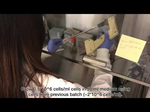 Lab #8 Baculovirus Mediated Protein Expression