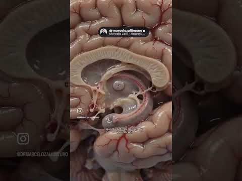 Marcelo Zalli-27