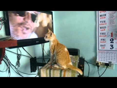 Thala Ajith fan cat...