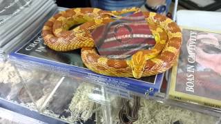 preview picture of video 'Corn snake chilling'