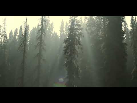 Gulmarg, Kashmir | Lush Greenery & Fir Trees | Unmissable Adventures | Kashmir Series Ep. 14