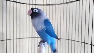 Download lagu Suara burung Lovebird memanggil lawan di lanjut ngekek,joos banget memancing labet bahan mp3