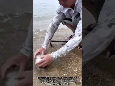Digging for Shells on the Beach