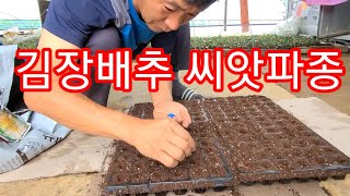 김장배추 김장무 심을 준비 하세요~~