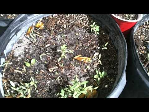 MA312 - Madagascar Jewel - Euphorbia Leuconevra - Unusual Plants in the Dougherty Garden - 043018