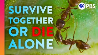 Why Some Species Team Up To Survive | IN OUR NATURE