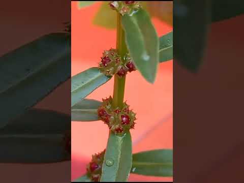 A different type of plant.