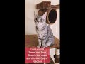 Relaxing Video Of Cute Grey Tabby Cat Sweet Kitty Beans