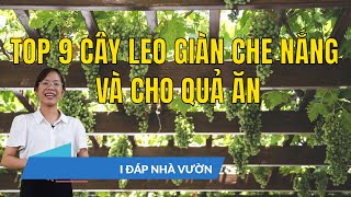 Kinh nghiệm trồng cây trên sân thượng đơn giản, xanh mướt lá