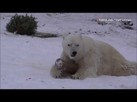 Animals enjoy snow at Tallinn Zoo