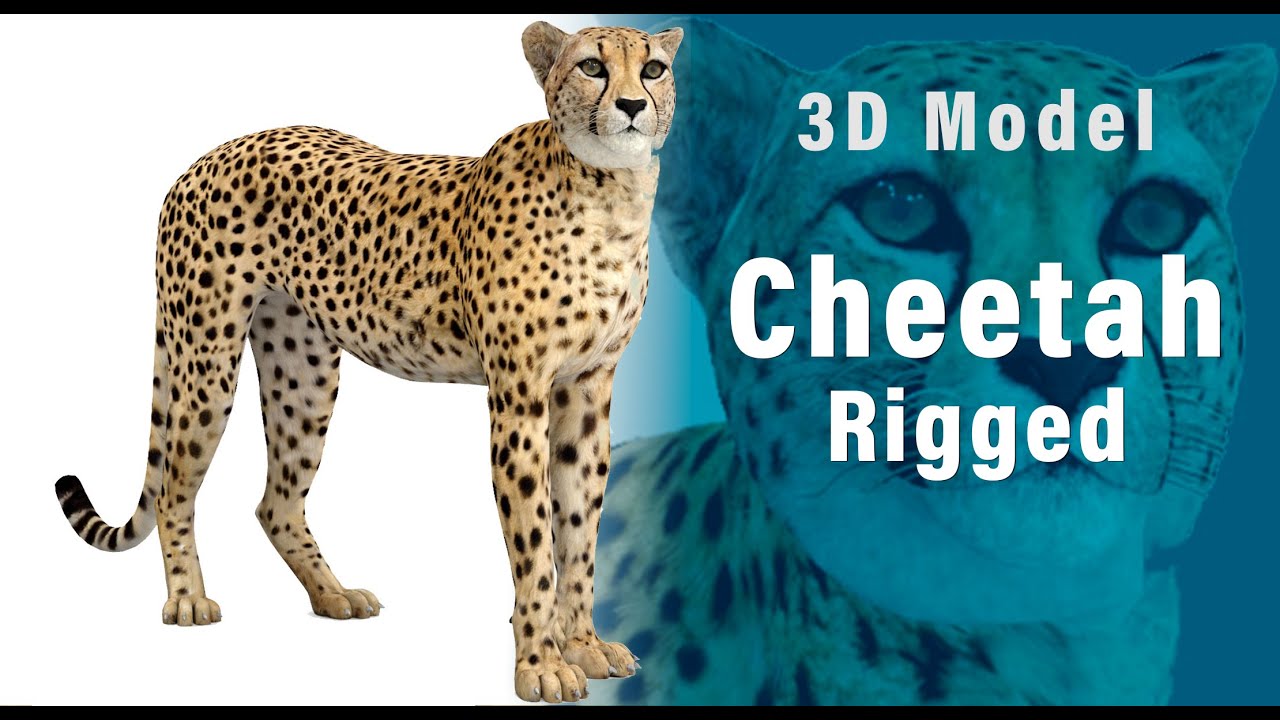 चीता धांधली 3D मॉडल