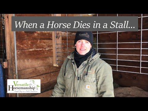 YouTube video about: Can a horse die from being cast?