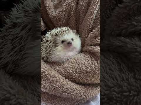 秋にハリネズミを引き付け、庭にいるときにハリネズミを保護するにはどうすればよいですか？  庭園