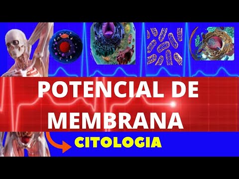 POTENCIAL DE MEMBRANA E POTENCIAL DE AÇÃO - CITOLOGIA - ENSINO SUPERIOR - BIOLOGIA CELULAR MOLECULAR