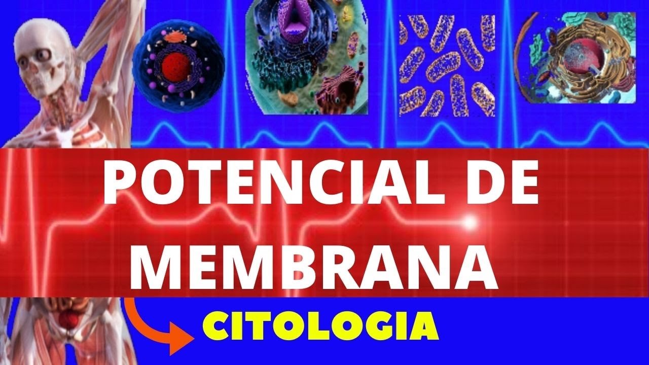 POTENCIAL DE MEMBRANA E POTENCIAL DE AÇÃO - CITOLOGIA - ENSINO SUPERIOR - BIOLOGIA CELULAR MOLECULAR