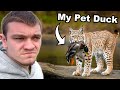 Hunting Down The Bobcat That Killed My Pet Duck