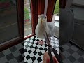 My Pet Seagulls Back On The Sardines