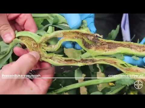 Pojavu štetnika u uljanoj repici pratite uz pomoć žute lovne posude