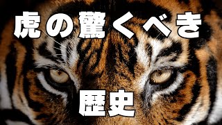 虎の歴史を紐解く　野生と文化で生き抜く力