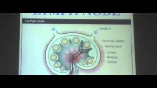 46) Dr.Yasmeen 5/4/2016 [ Diseases of the lymphoid tissue ]