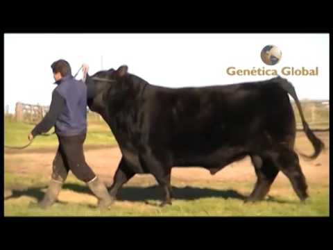 GENETICA GLOBAL -  EURO