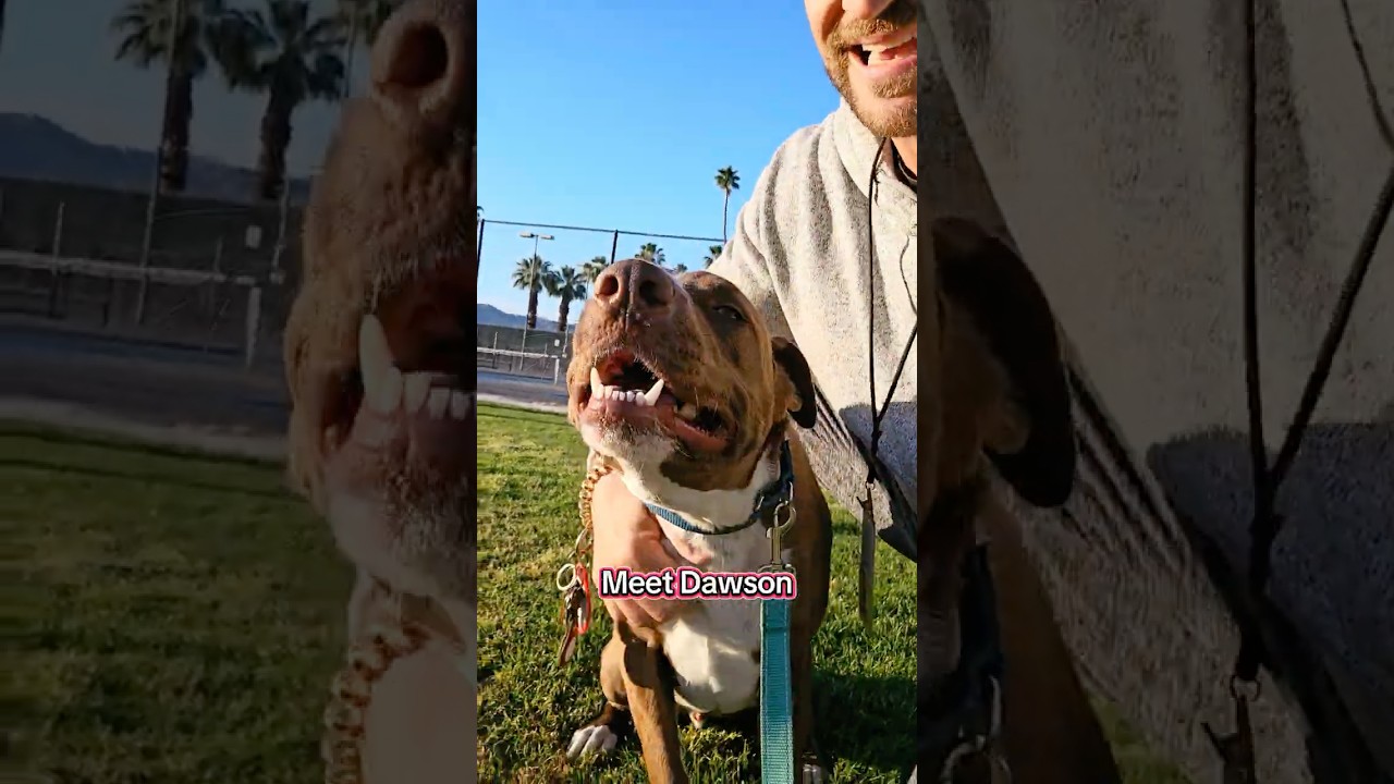 Enlarge Dawson, a Adoptable Labrador Retriever in Palm Springs, CA video 5/5
