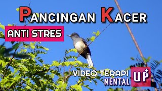 Download lagu Terapi Kacer Macet Dan Stres mp3
