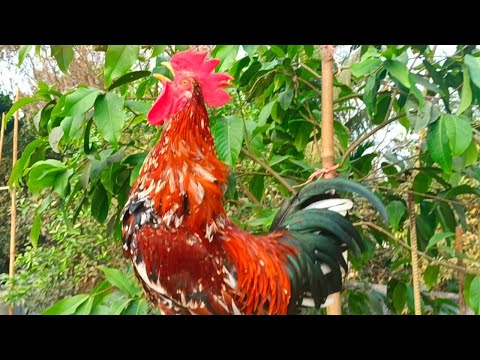 best rooster breeds