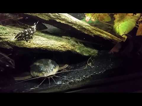 Royal Farlowella and Striped Raphael Catfish Share A Duplex