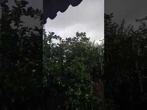 🇧🇷 POMBAL, PARAÍBA, 04/06/2026