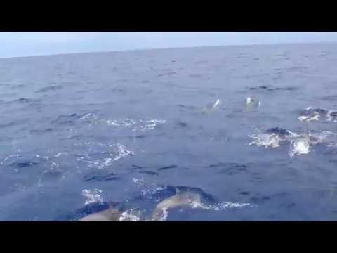 Dolphin Escort! | Dolphins Jumping Beside Boat on Belize Reef Dives | Hamanasi Resort