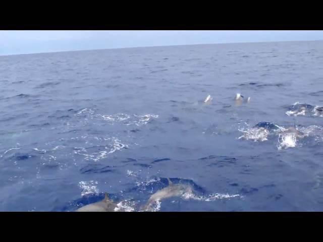 Dolphin Escort! | Dolphins Jumping Beside Boat on Belize Reef Dives | Hamanasi Resort
