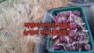 적 양파 재배 18-15 "유기농 양파 경작 비결" [이장집 에너지 농법] 818.#farming
