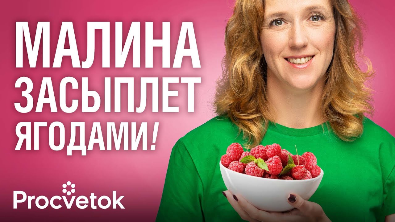 МАЛИНА БЫСТРО ПРИЖИВЕТСЯ И ДАСТ ОГРОМНЫЙ УРОЖАЙ, если посадить ее так весной