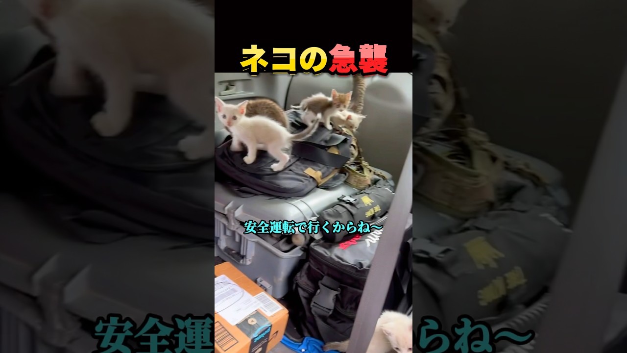 猫が賢すぎた結果。