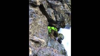 preview picture of video 'American Dipper North of Brookings Oregon Coast'