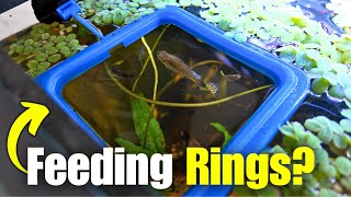Are Those Plastic Fish Feeding Rings Worth It?