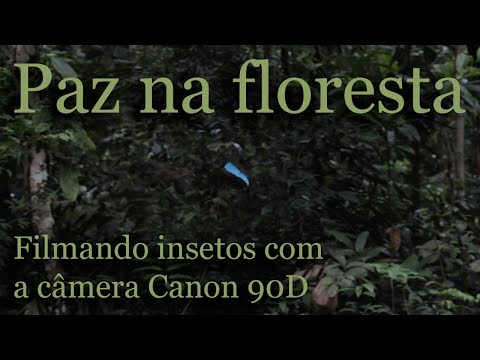 Paz na floresta - Um pequeno teste de filmagem de insetos com a Canon 90D