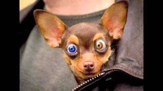 Stahlberger - Die Gschicht Isch Besser