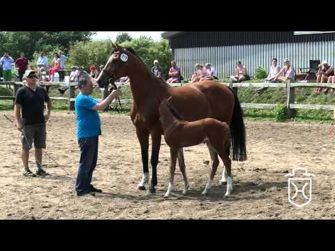 318 Stutfohlen von Dinken   Casall   Landos Apple Geräte HD Höchste Qualität