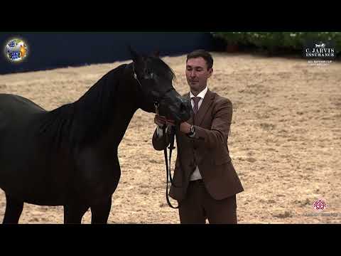 N 31 D HAYEL   39th All Nations Cup   Aachen   Yearling Colts Class 2B