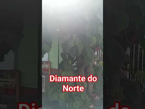 DIAMANTE DO NORTE-PR, Árvore exótica