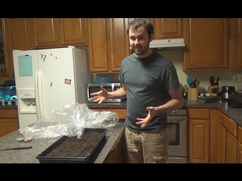 How To Plant Milkweed - Monarch Butterflies