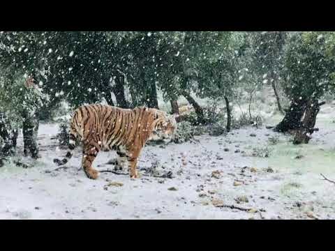 タイガーがヨルダンのレスキューセンターで雪の中を探検 (Tiger explores snow at Jordan rescue center)